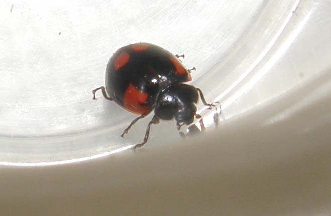 Harmonia axyridis... no, Adalia bipunctata